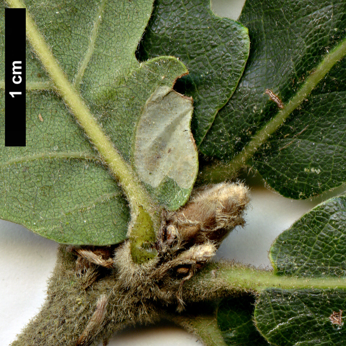 High resolution image: Family: Fagaceae - Genus: Quercus - Taxon:   - SpeciesSub: 'Macon' (Q.frainetto × Q.macranthera)